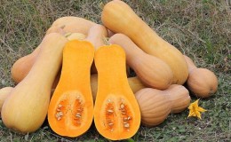 How to grow Pineapple pumpkin with amazing sweet taste and pleasant aroma on your plot