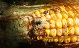 What is the danger of a cotton scoop on corn: we detect the enemy, then quickly and effectively fight him