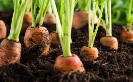 What to do if carrots do not grow: the better to feed and how to do it correctly