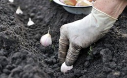 We adopt the wisdom of experienced gardeners - then plant garlic before winter and which predecessors can harm