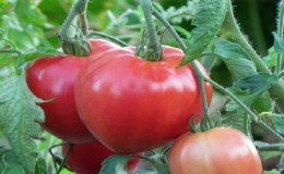 Tips from experienced gardeners on growing