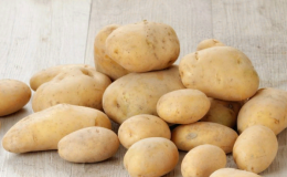 Young but promising German potato variety
