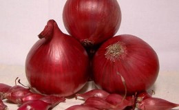 Early ripening variety of deep red onions - 