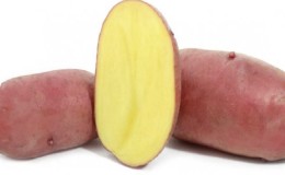 Capricious to care for, but very productive and tasty German potato variety