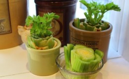 Step-by-step guide: how to grow celery at home on a windowsill and what is needed for this