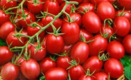 Bright and tasty decoration of the beds - tomato