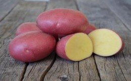 An unpretentious but productive variety of red potatoes Labella
