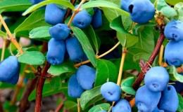 The best varieties of honeysuckle for the Leningrad region and recommendations for choosing the right one