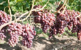 Features of growing grapes Libya