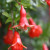 What does a pomegranate flower look like and how to care for a houseplant during flowering and fruiting