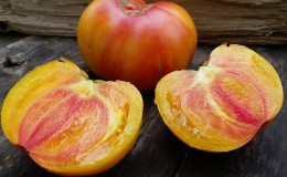 Incredibly sweet and amazingly beautiful tomato