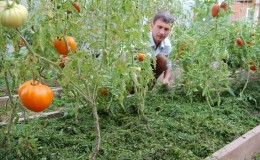 What is mulching, what is it for and is it possible to mulch tomatoes with sawdust: tips and tricks
