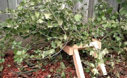 Step-by-step instructions for caring for gooseberries in autumn and preparing for winter