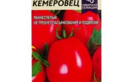 The variety that you will definitely be satisfied with - the Kemerovets tomato and the secrets of proper care for it