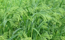 What is millet, how does it grow and where is it used