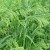 What is millet, how does it grow and where is it used