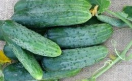 Popular among summer residents, the