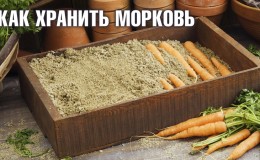 Advantages and disadvantages of storing carrots in the sand, step by step instructions