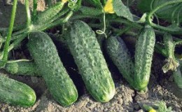 Unpretentious, fruitful and tasty cucumber