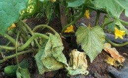 How to deal with fusarium cucumber: life-saving advice from gardeners and proven means
