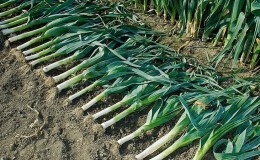 Instructions for growing leeks: planting and care in the open field before winter