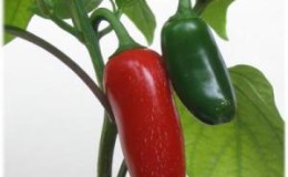 What is Jalapeno pepper, how is it grown and used