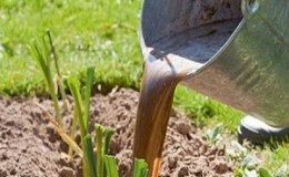 When and what kind of fertilizer to apply in the fall for garlic: feeding schemes and an overview of the best formulations to increase yields