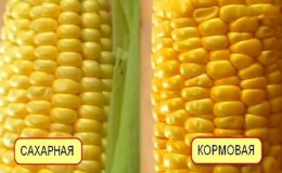 What is feed corn, how is it grown and where is it used