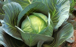 Unpretentious late ripe cabbage hybrid Prestige f1