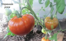 Universal early ripening tomato variety - Tomato