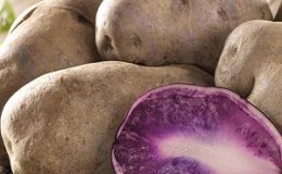 Medium early table potato variety Gourmet purple