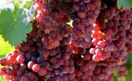 Reliable ways to identify the grape variety yourself