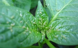 Aphids appeared on pepper in the greenhouse: what to do, and how to defeat the pest quickly and efficiently