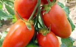 Can the Krasavchik tomato be not only a decoration for your garden, but also give a good harvest?