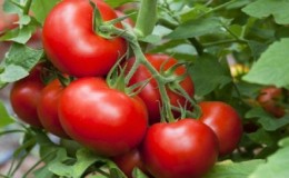 High-yielding, tasty and easy-care Stresa tomatoes for outdoor or greenhouse cultivation