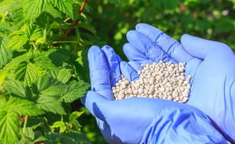 How, when and how to feed raspberries in spring for a good harvest