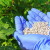 How, when and how to feed raspberries in spring for a good harvest