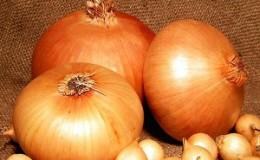 High-yielding and cold-tolerant onion variety Stuttgarter Riesen