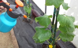What is useful for feeding cucumbers with ammonia and how to use it correctly
