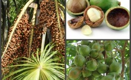 Why macadamia nut is useful and harmful for women: composition, application, reviews