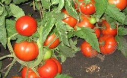 A beginner's guide: growing a hybrid tomato
