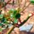 A beginner's guide: how to care for roses in spring