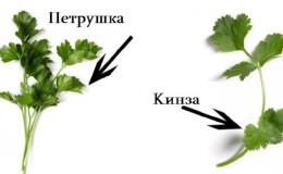 How to tell cilantro from parsley