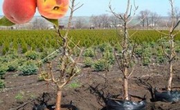 Step-by-step instructions for planting a peach in the fall from experienced gardeners