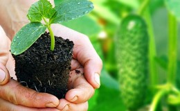 How to properly plant cucumbers for seedlings, and when it is better to do it
