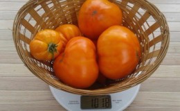 Promising and adored by many farmers tomato