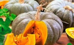 A healthy and tasty variety from Kuban breeders - pumpkin