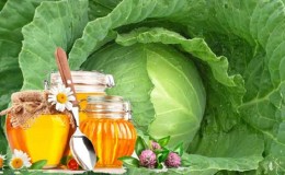 How to use cabbage with honey for coughs and how effective it is