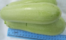 We grow the disease-resistant Aral zucchini correctly and break yield records