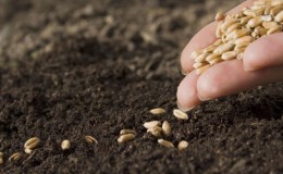 Optimal conditions for the growth of cereals: at what temperature does wheat germinate at home and in the open field